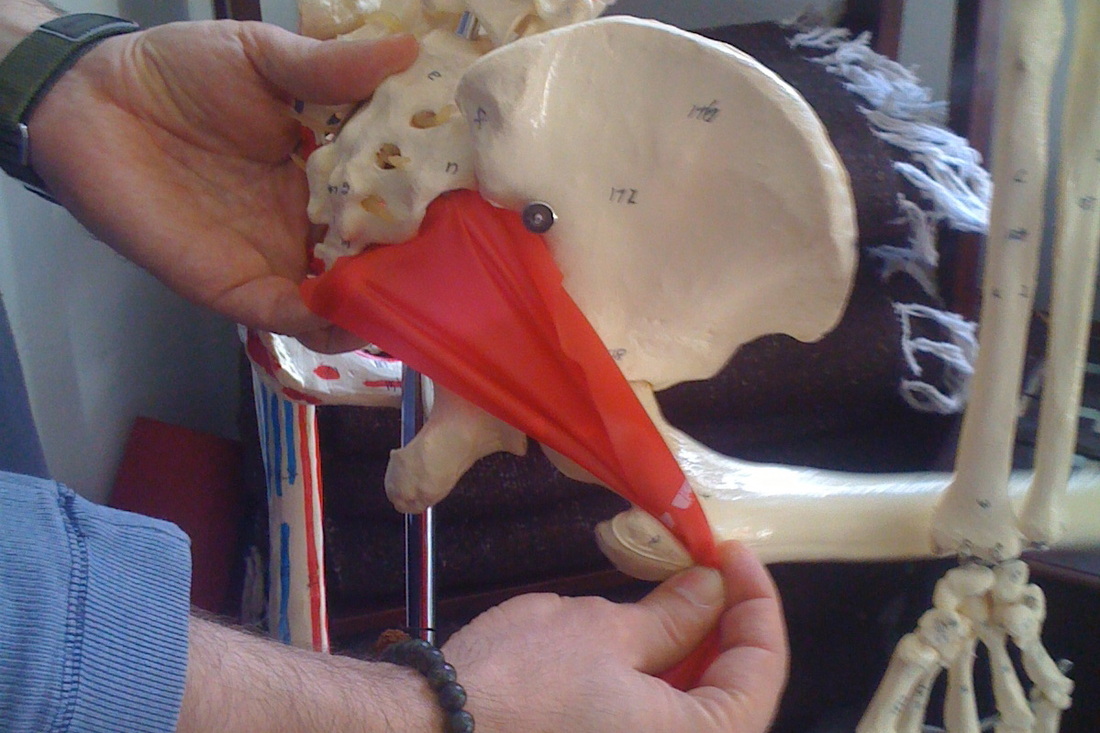 The Piriformis Muscle